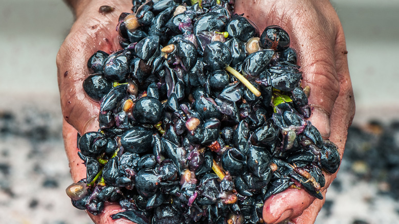 hands holding Tempranillo