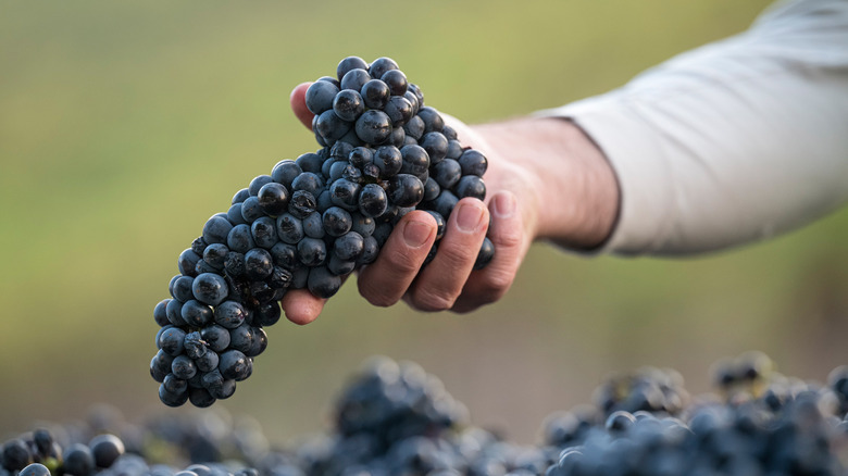 Zinfandel being harvested