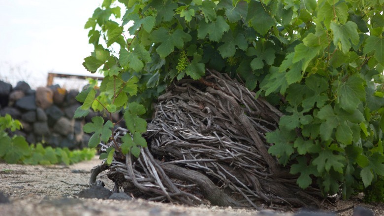 assyrtiko vines outside