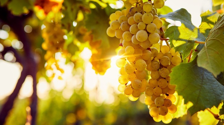 chardonnay grapes on vine