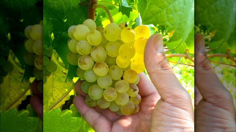 cortese grapes in hand
