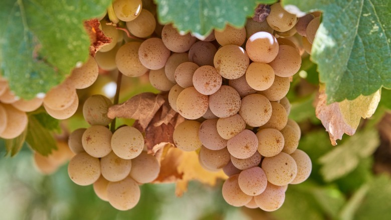 gewürtztraminer grapes on vine