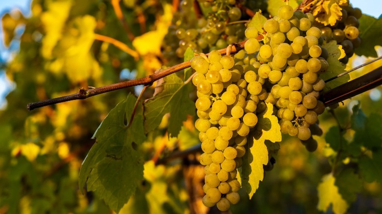 austrian grüner veltliner grapes