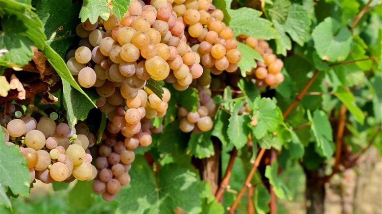 pinot grigio grapes on vine