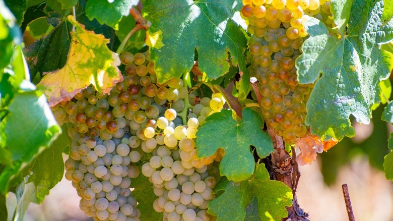 roussanne grapes on vine