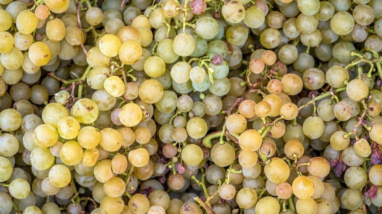 semillon grapes off vine