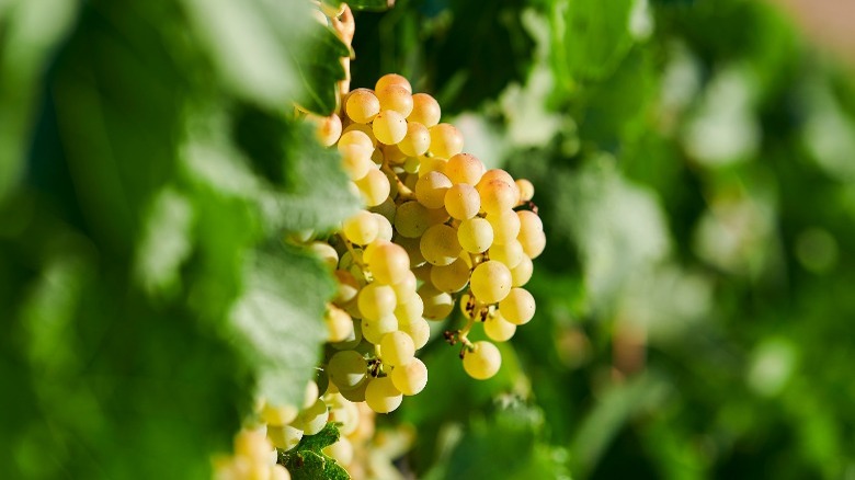 verdejo grapes on vine