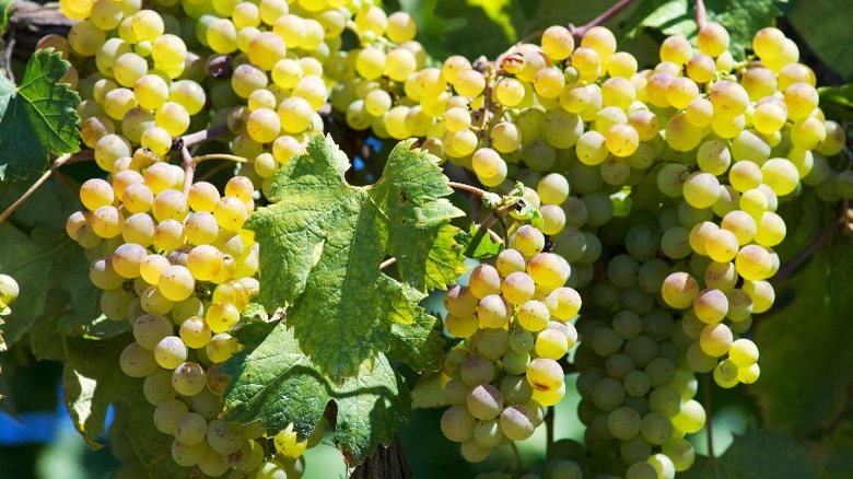 vermentino grapes on vine