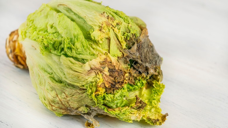 Rotten head of lettuce