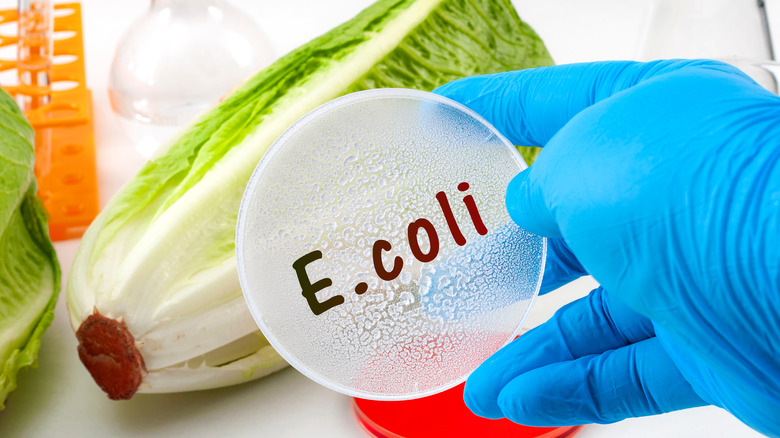 Romaine lettuce with words E. coli over it