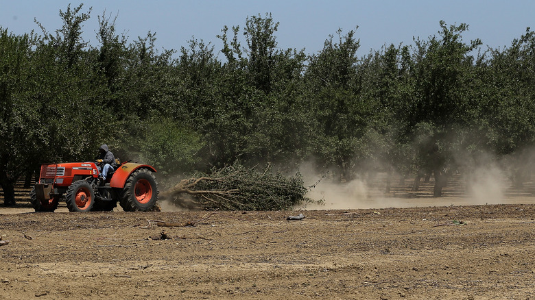 almond farm