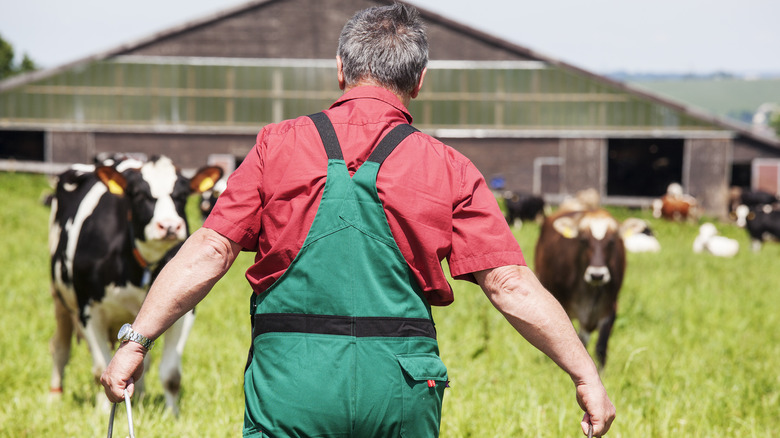 dairy farmer