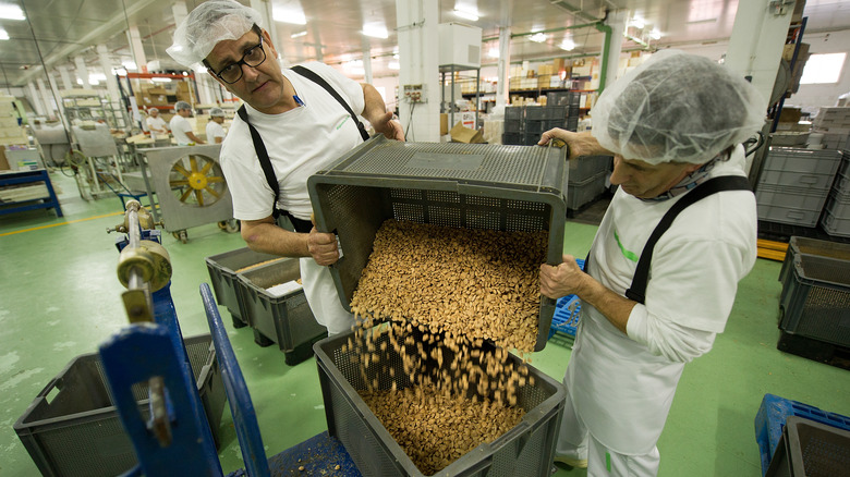 Workers dumping roasted almonds