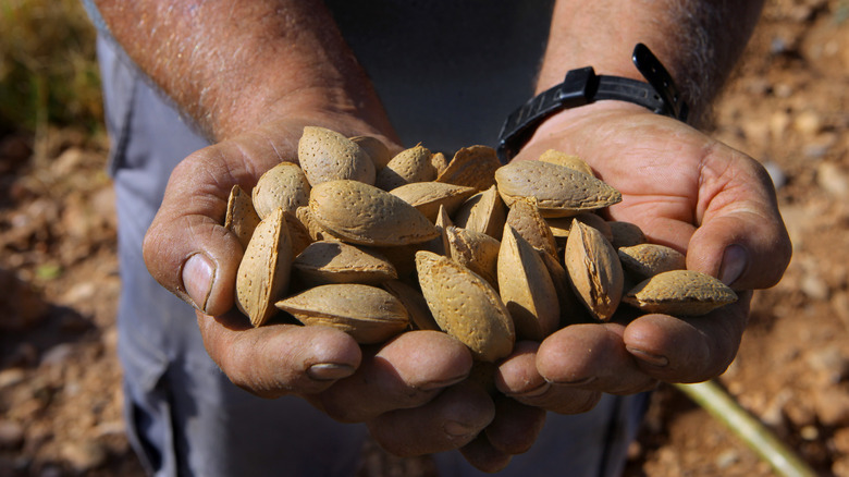 Hands holding harvested almonds