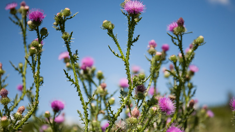 wild artichoke plants