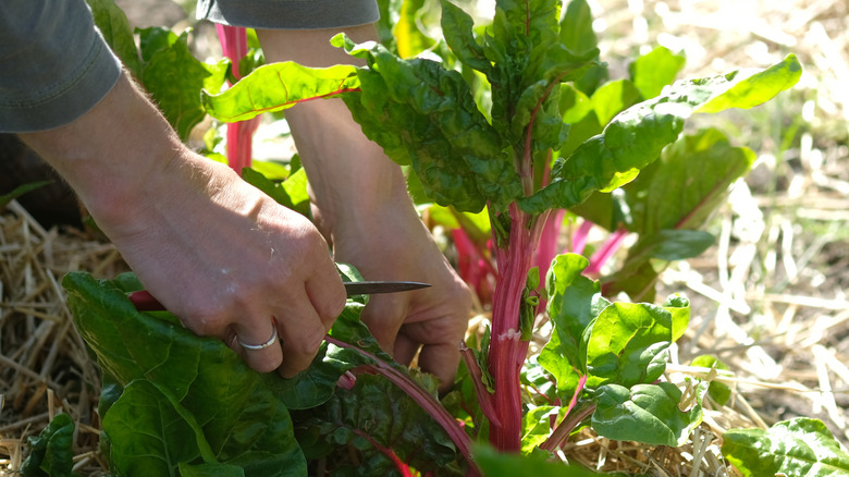 Person planting beets in garden