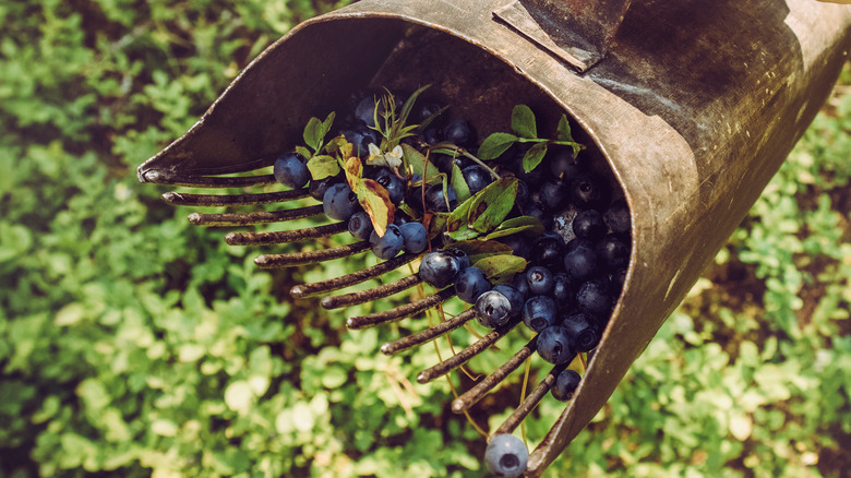 Wild blueberries in a handheld rake