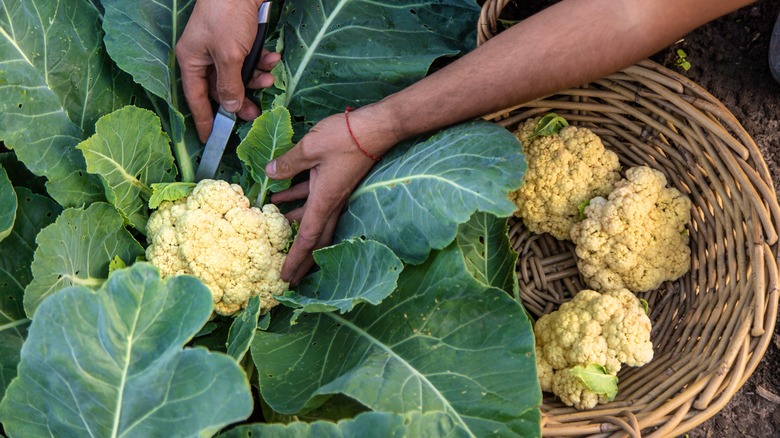 harvesting cauliflower