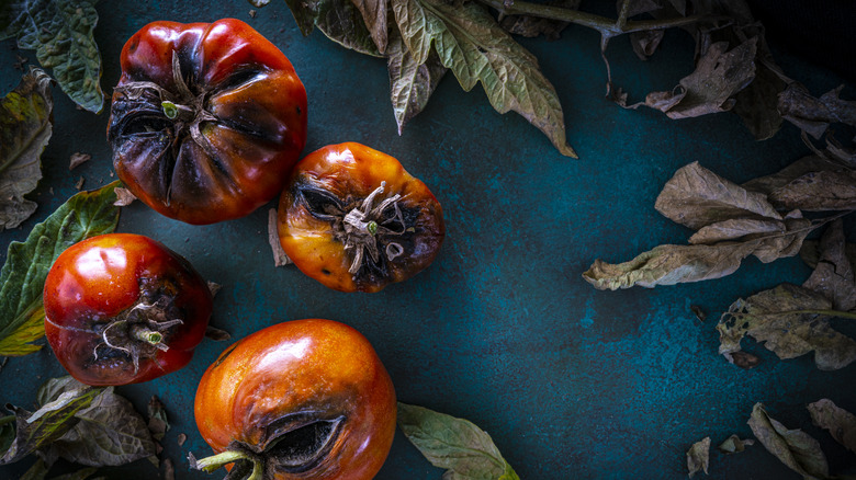 Rotting heirloom tomatoes