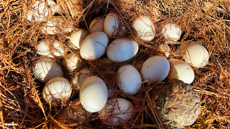 duck eggs in straw