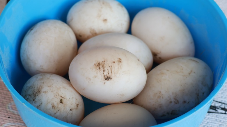 bowl of unwashed duck eggs