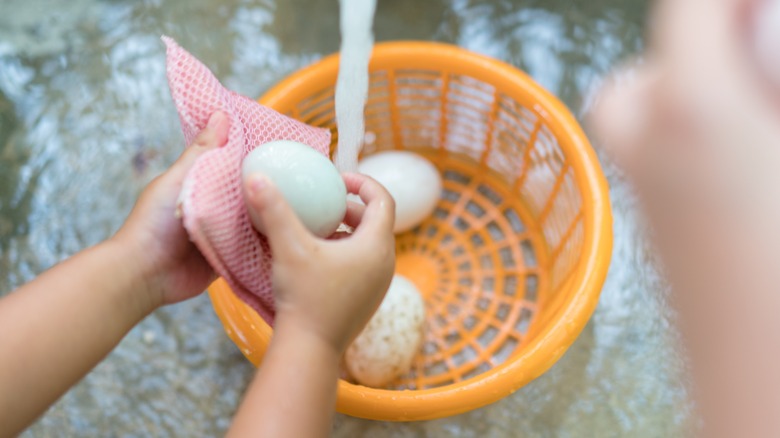 washing duck eggs