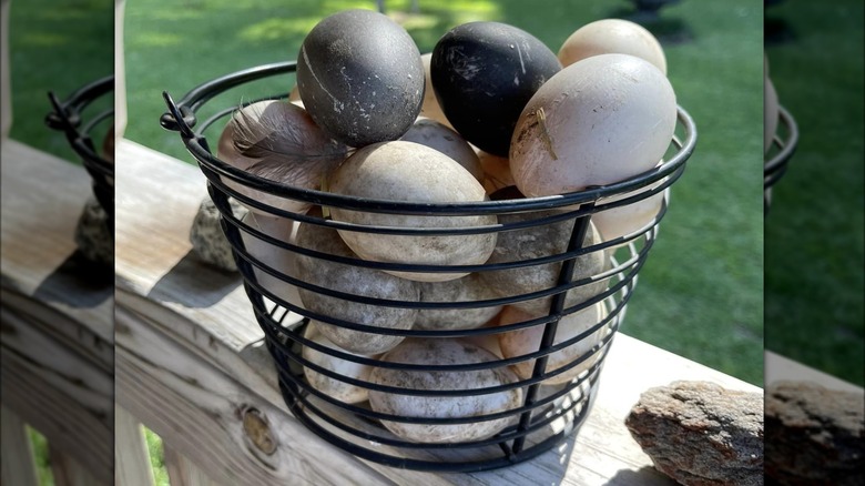 various colors of Cayuga duck eggs