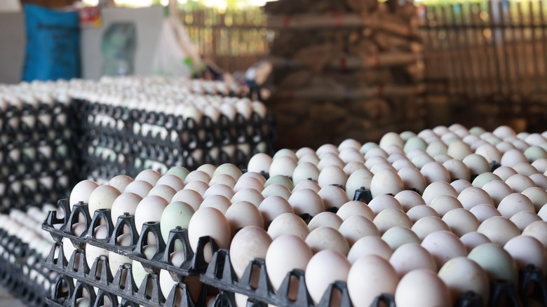 duck eggs in crates waiting for shipping