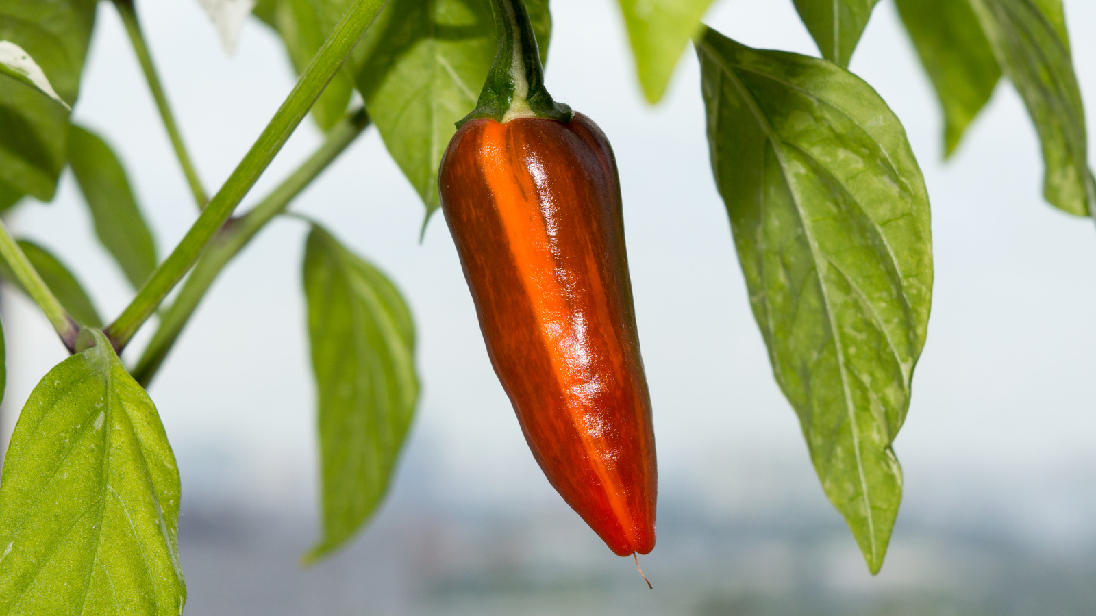 Peppers on the Scoville Scale - From Sweet to Heat - Pepper Geek