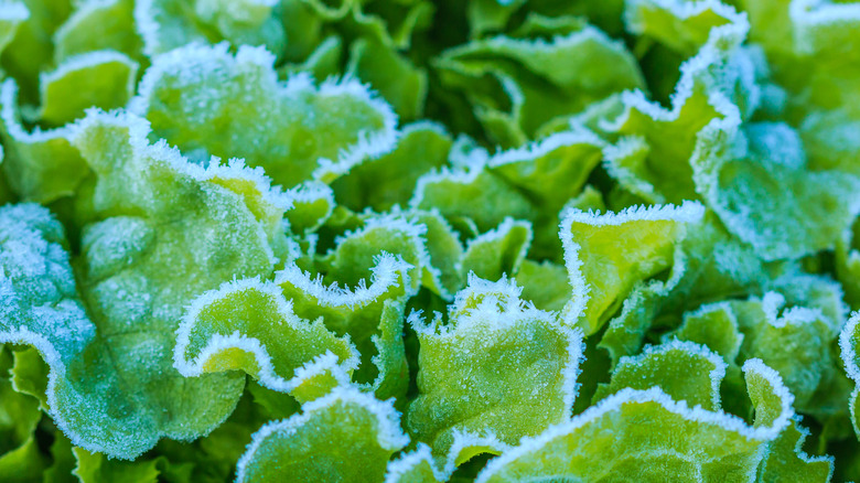 Lettuce leaves with frost on them