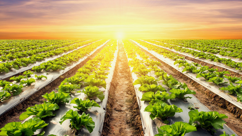 Sun shining on a large field of lettuce