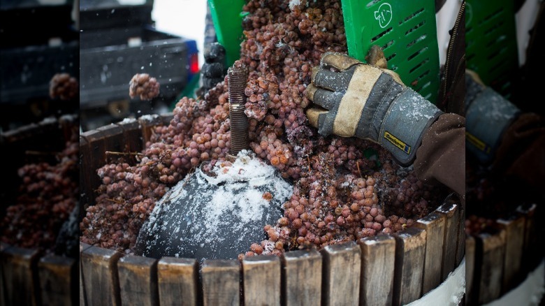 Ice wine grapes going into the press