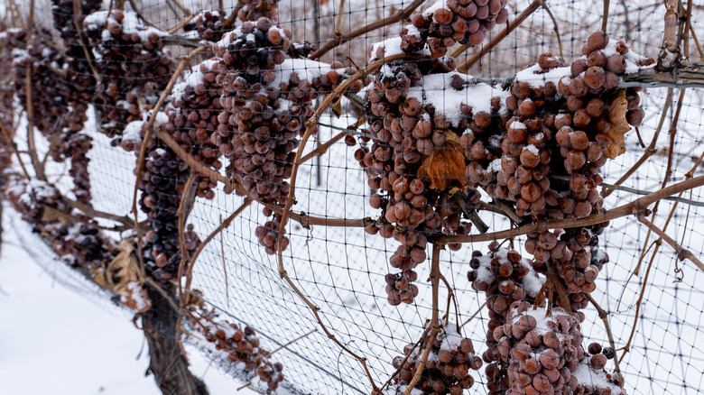 ice wine grapes frozen on the vine