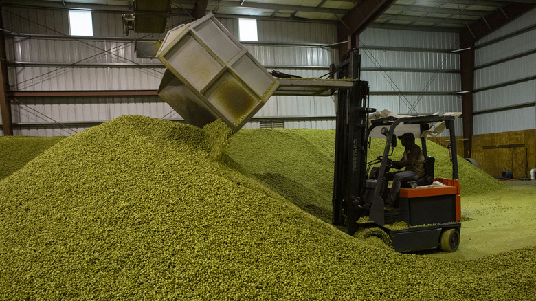 A worker moving hops in a warehouse