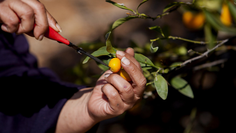 Harvesting kumquats