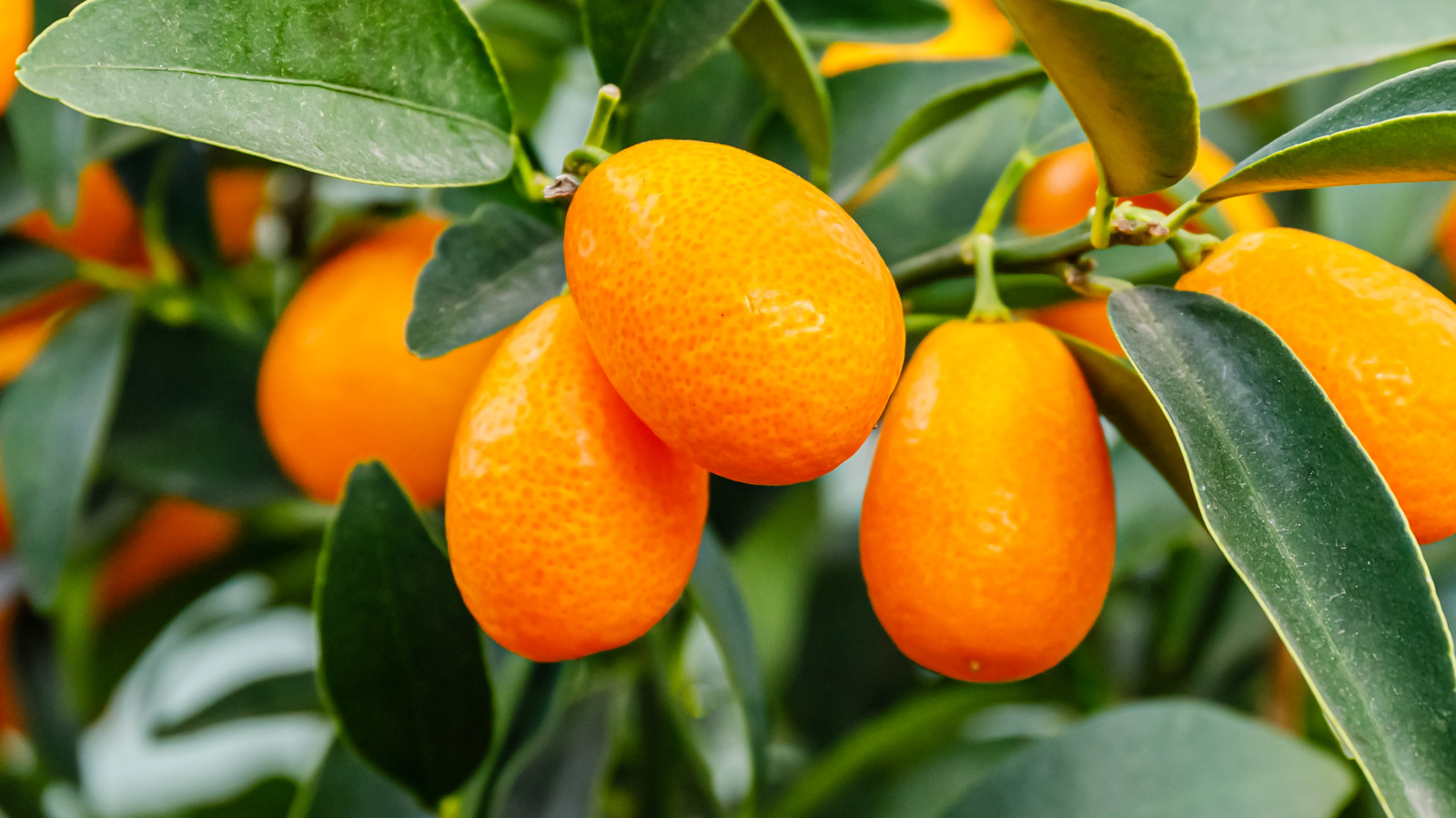 Everything You Need To Know About Kumquats