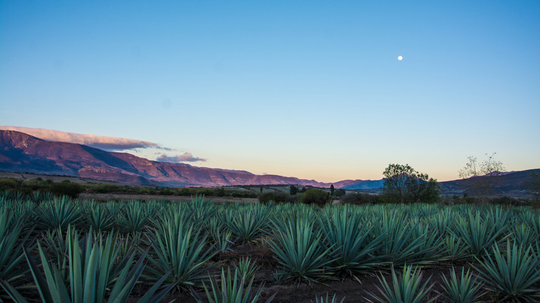 Agave field in Mexico