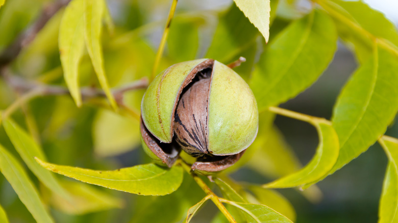 pecan growing on tree