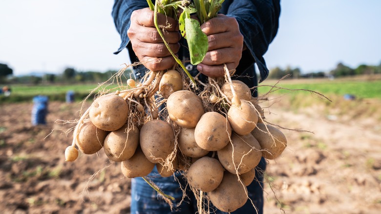 Worker holding potato-laden plants