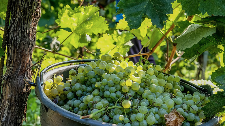 Prosecco grapes from the vine