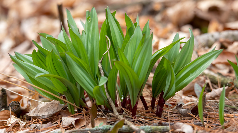 Ramps growing in ground