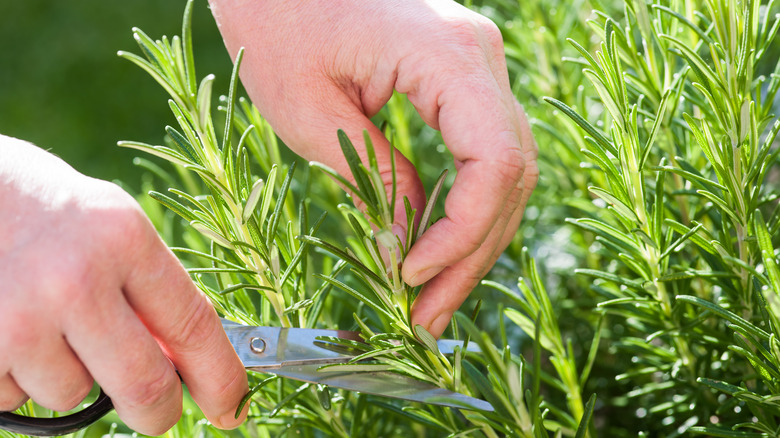 Hands with scissors clipping rosemary