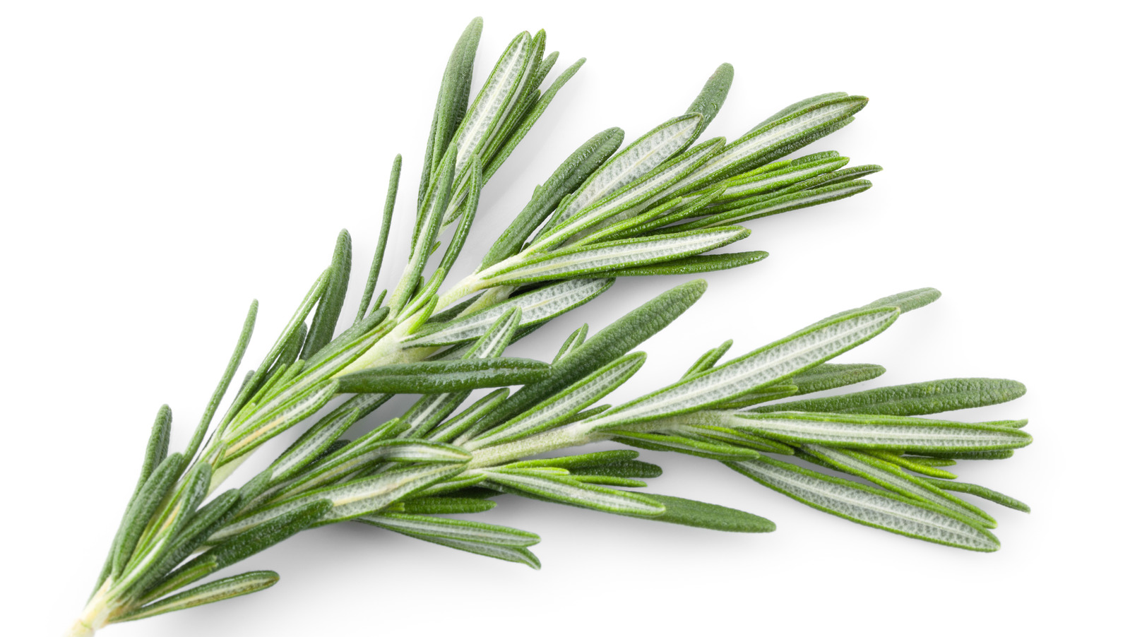 Everything You Need To Know About Rosemary