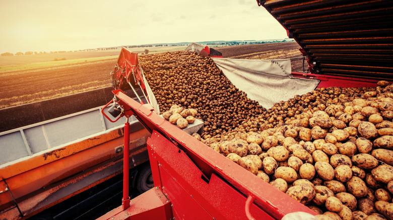 A tractor harvested hundreds of brown potatoes