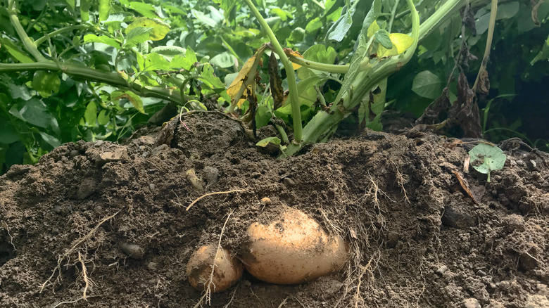 A full grown potato covered in roots and soil