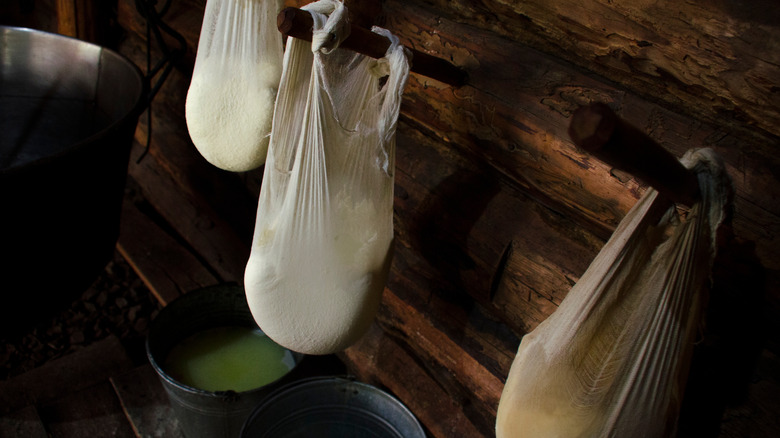 bryndza cheesemaking in hanging cloths