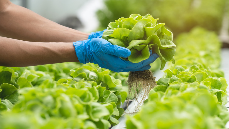 Person harvesting lettuce