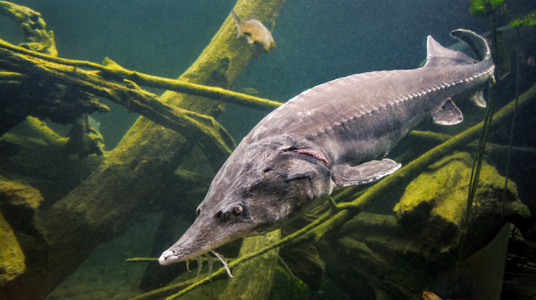 Sturgeon in water