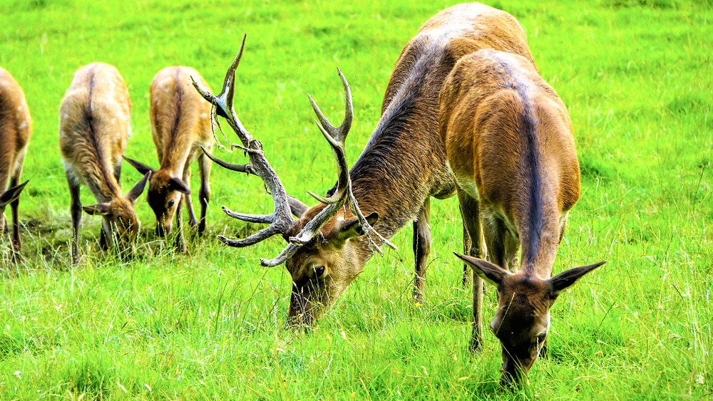 Deer Grazing