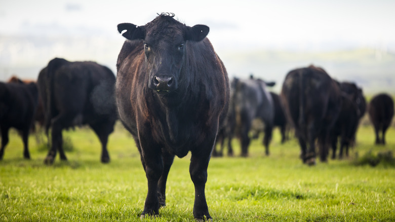 beef cattle on farm